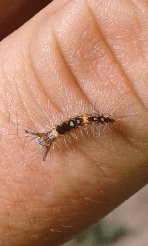 Giovane bruco di Orgyia antiqua (Erebidae)?  S, Erebidae Lymantriinae